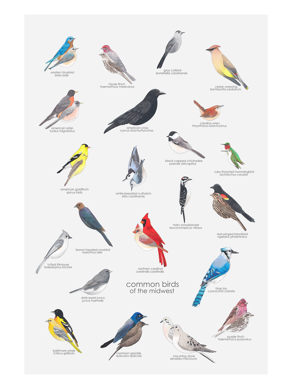 Black-billed Magpie | Audubon Field Guide, image size:1000x1333