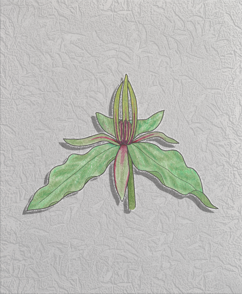 green trillium.png