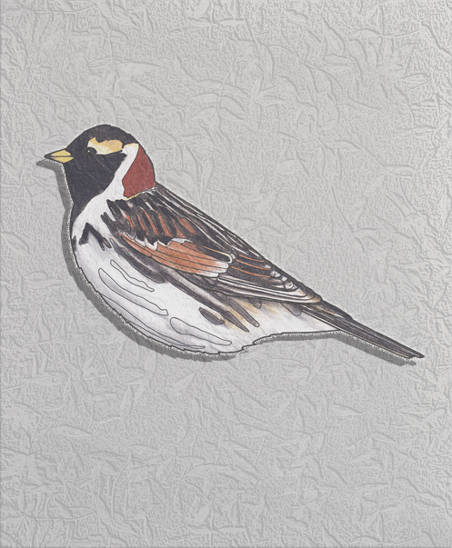 lapland larkspur.png