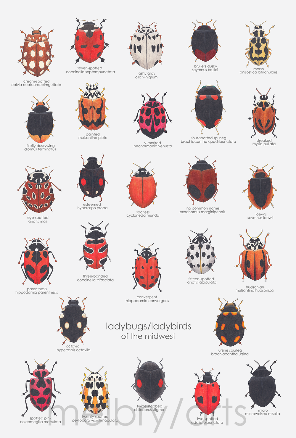 ladybirds/ladybugs of the midwest — melbry//arts