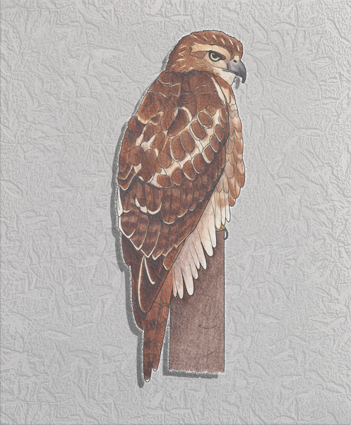 red-tailed hawk