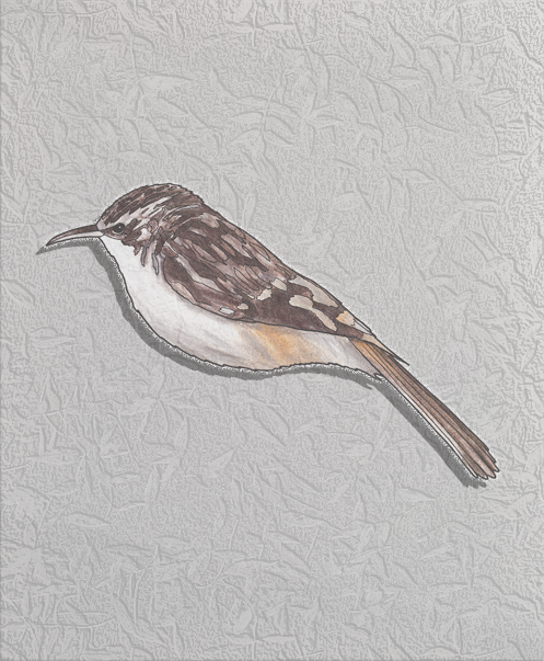 brown creeper.png
