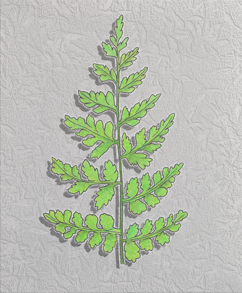 fragile fern.png