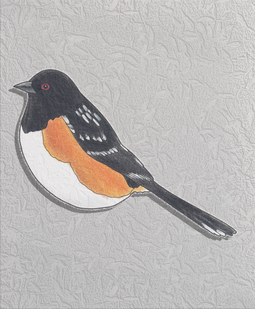 eastern towhee