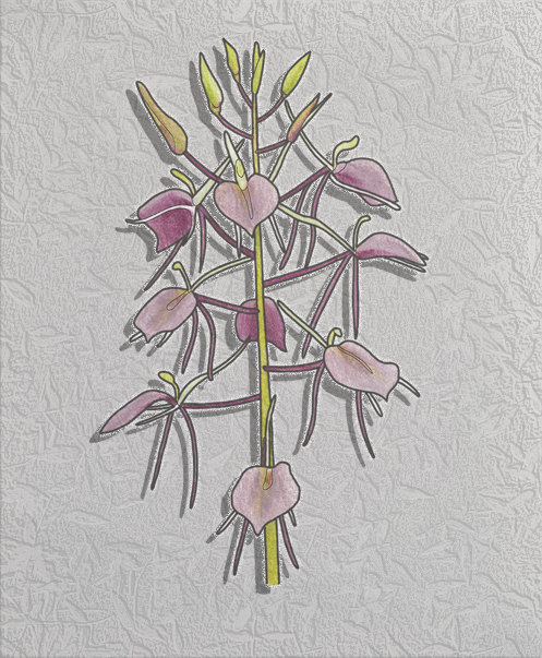 lily-leaved twayblade.png