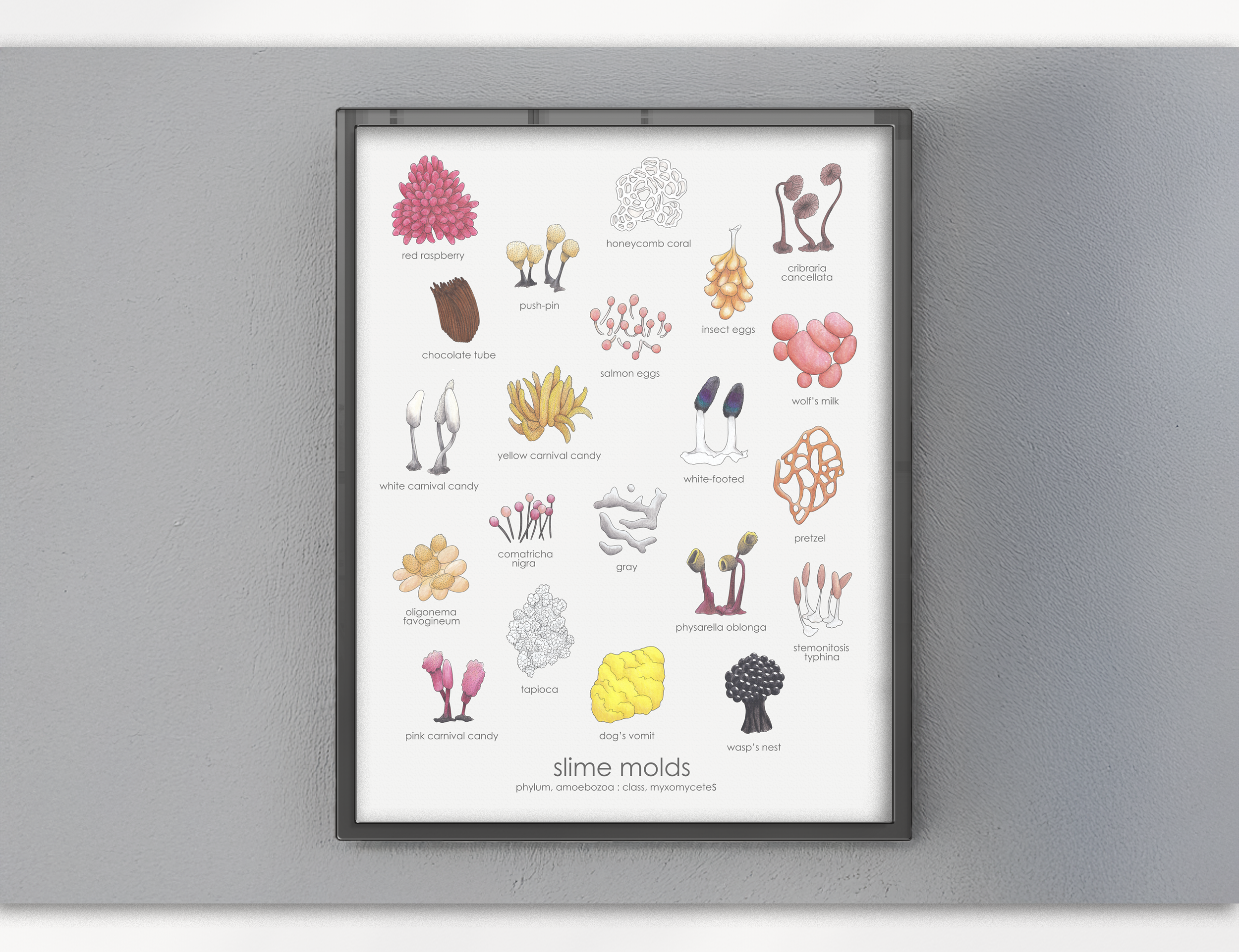 single frame - slime molds.png