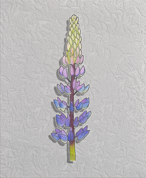 common lupine