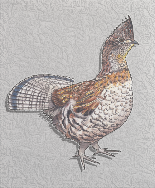 ruffed grouse
