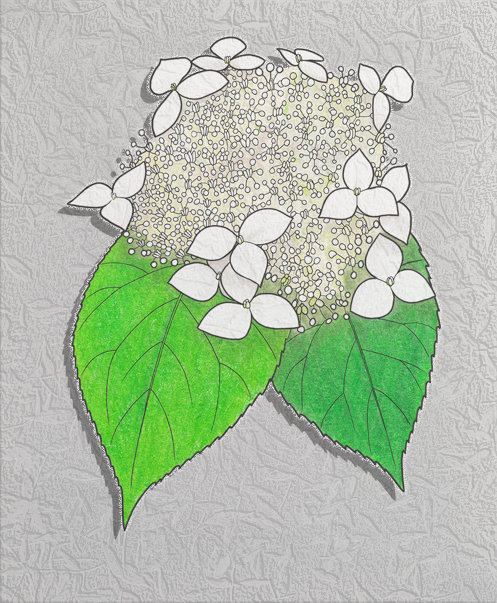 wild hydrangea