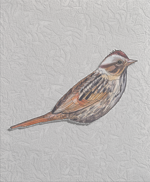 lincoln's sparrow.png