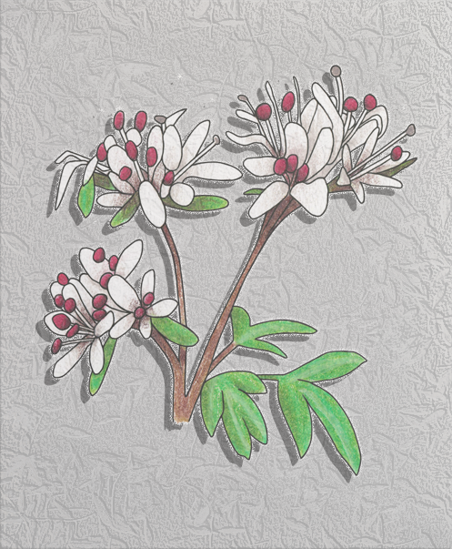harbinger of spring