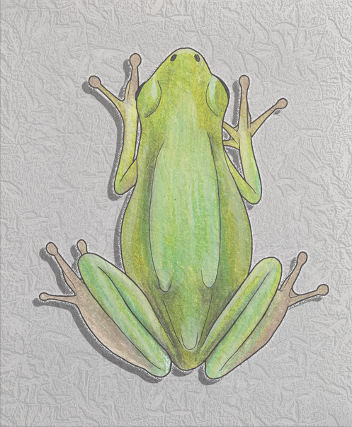 green tree frog.png