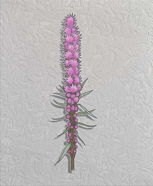 blazing star.png