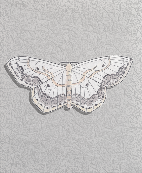 large lace bordered moth.png