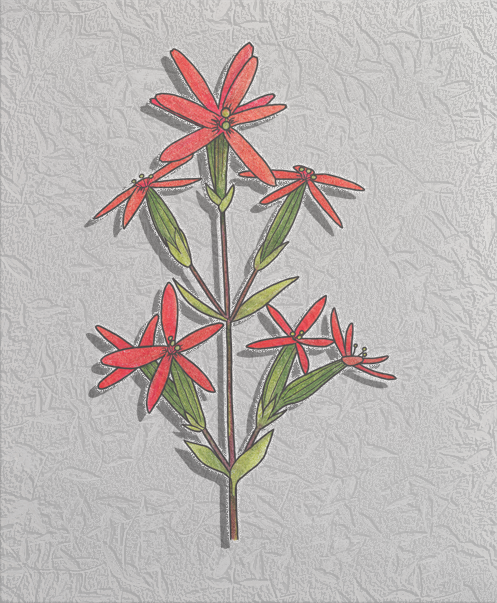 catchfly.png