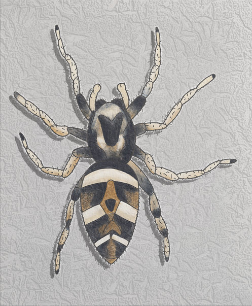 zebra jumper