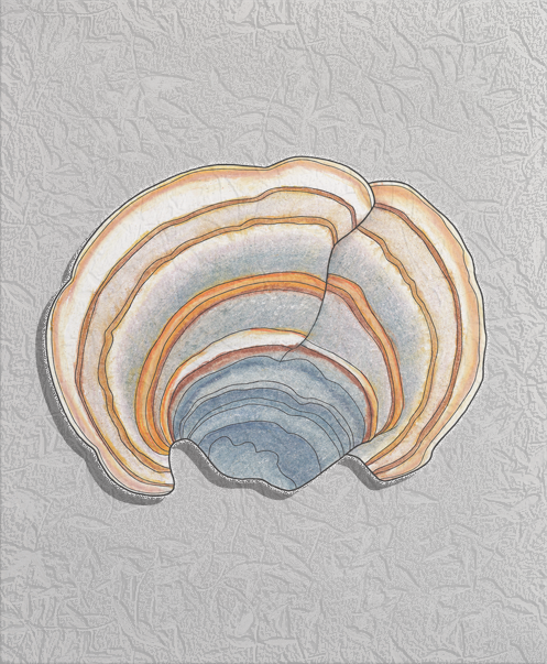 turkey tail