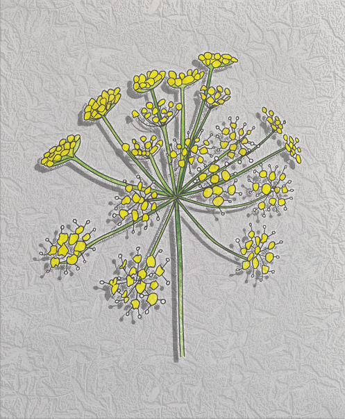 golden alexander.png