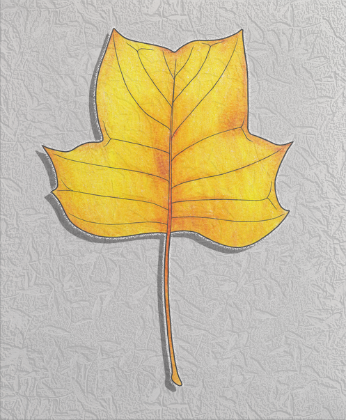 tulip poplar - fall