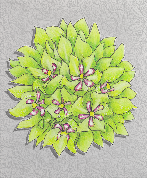 antelope milkweed.png