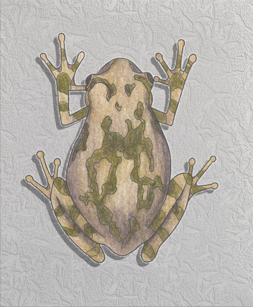 cope's grey tree frog.png