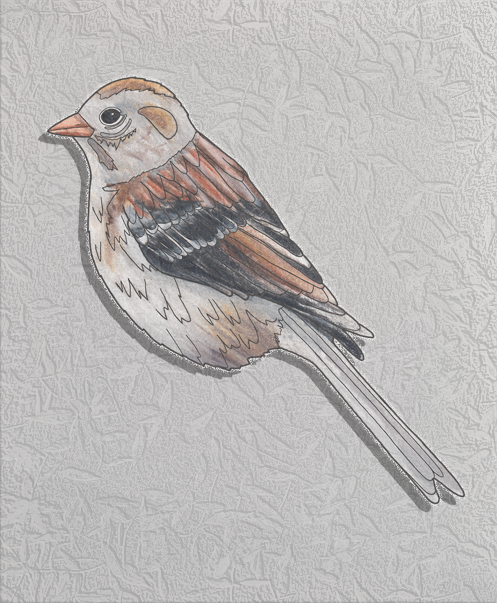 field sparrow.png