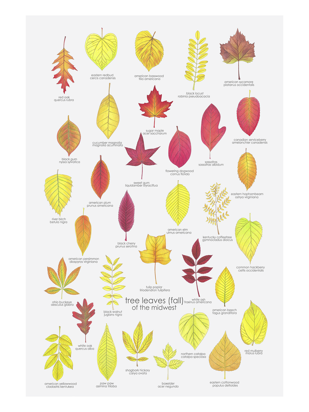 tree leaves (fall) of the midwest — melbry//arts, image size:1000x1333