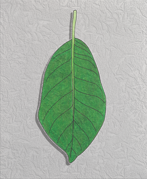 magnolia