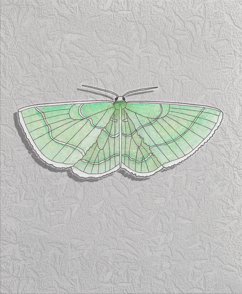 wavy-lined emerald