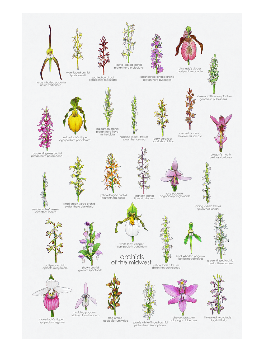 orchids-mw.png?format=1000w