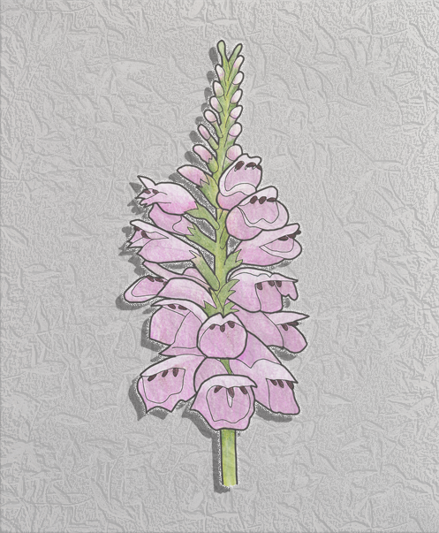 obedient plant