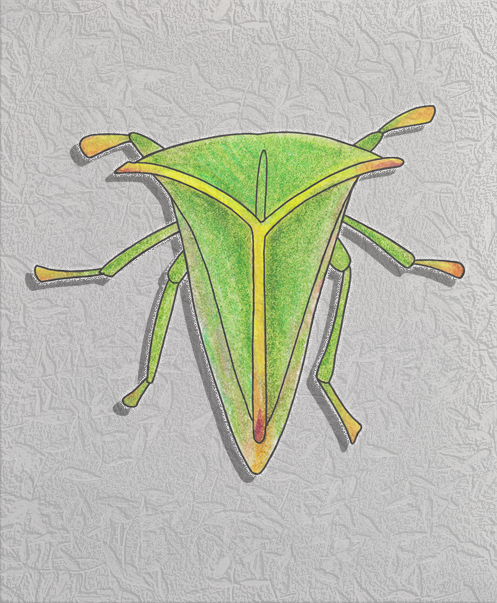 buffalo treehopper