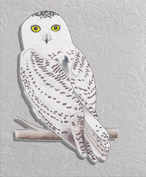 snowy owl.png