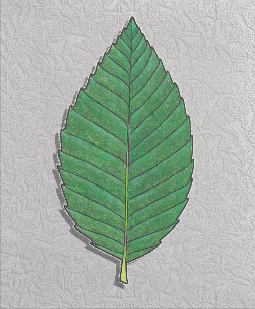 beech