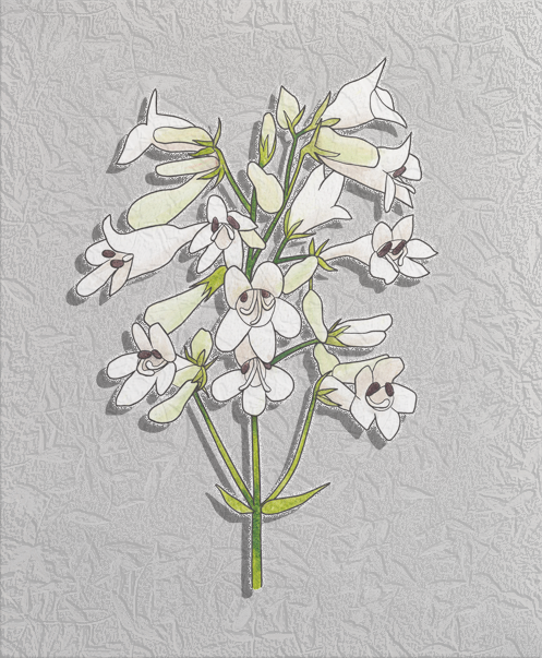 penstemon