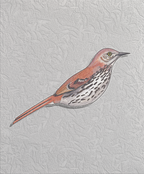 brown thrasher.png