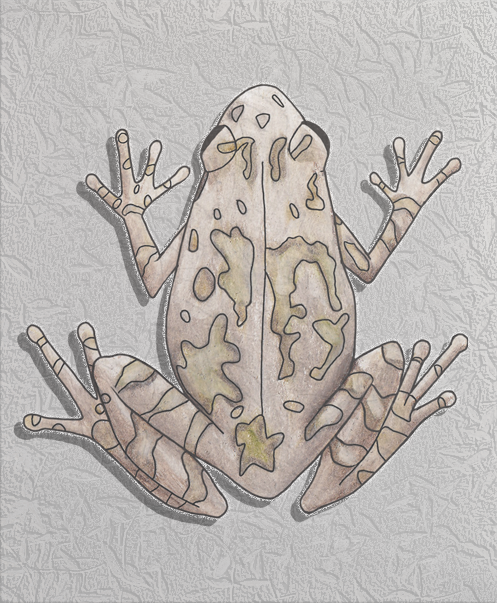 gray tree frog.png