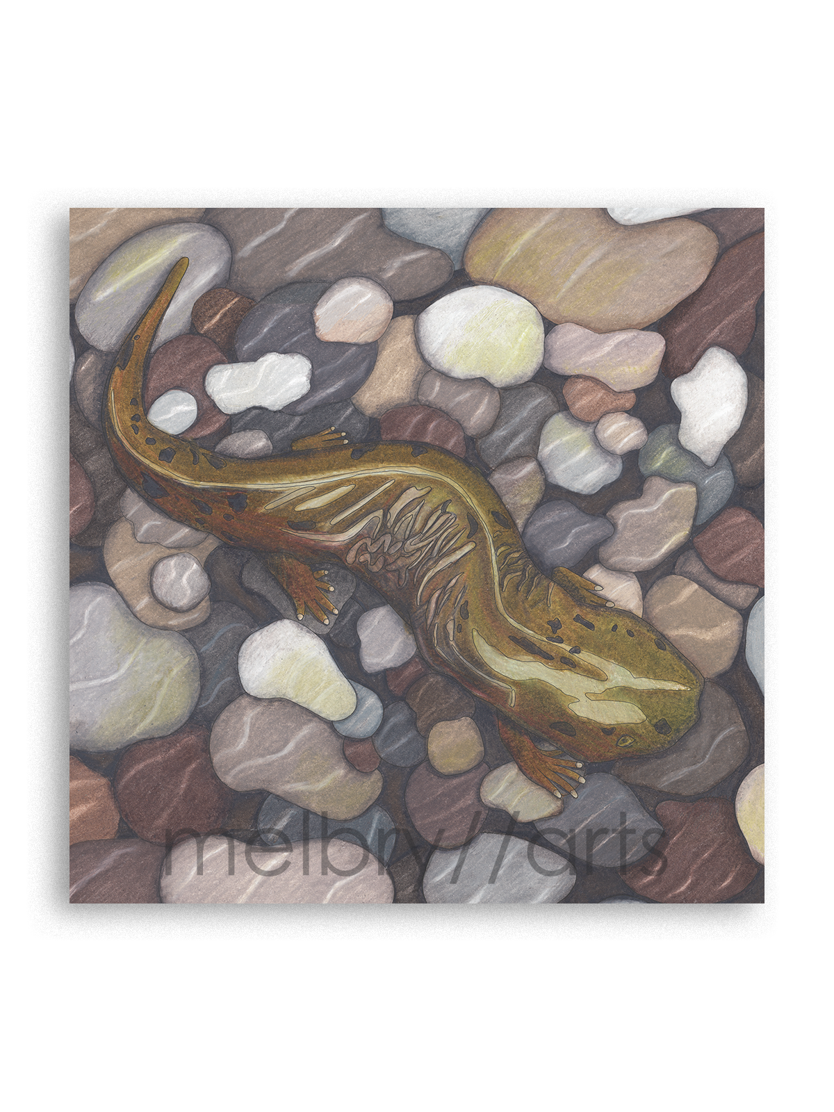 cal26 hellbender.png
