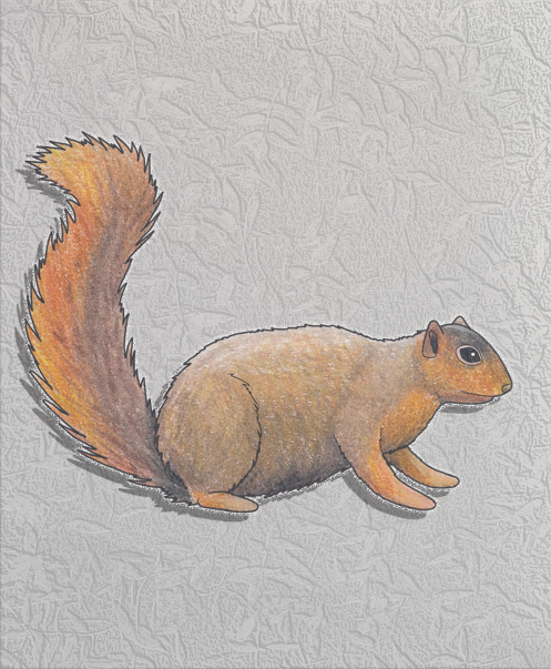 red squirrel