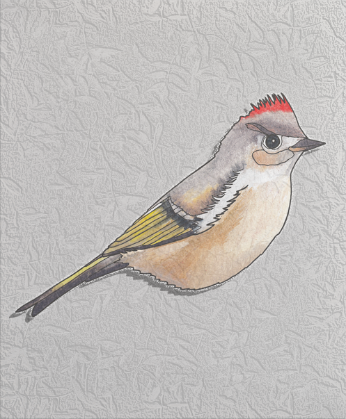 ruby-crowned kinglet.png