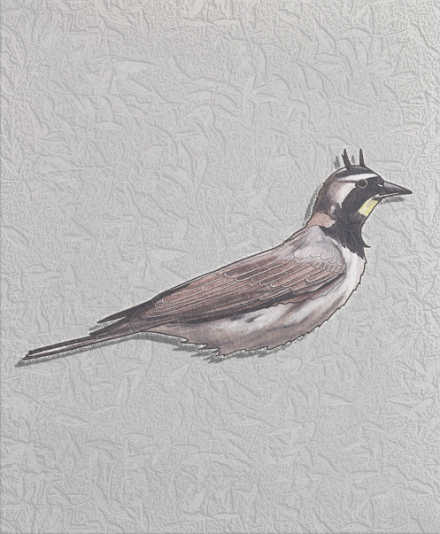 horned lark.png