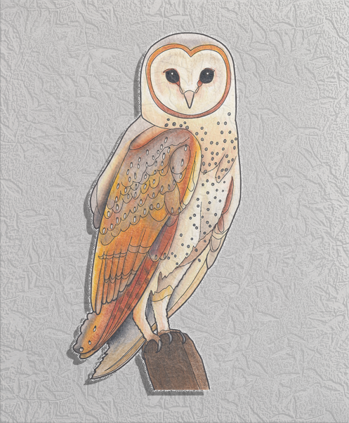 barn owl