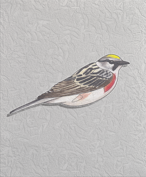 chestnut-sided warbler