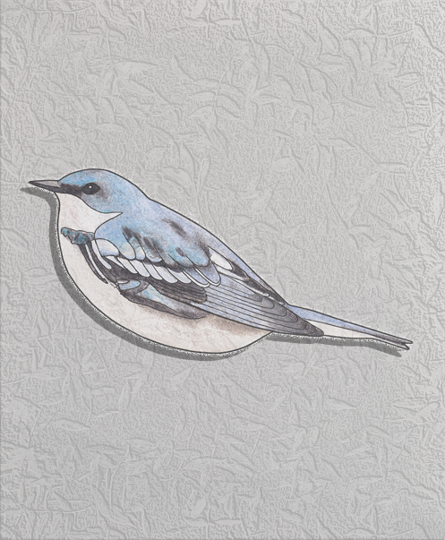 cerulean warbler