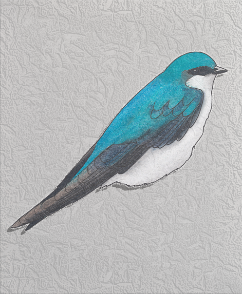 tree swallow