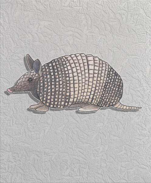 armadillo