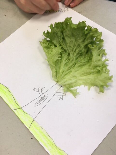 lettuce tree 2.JPG