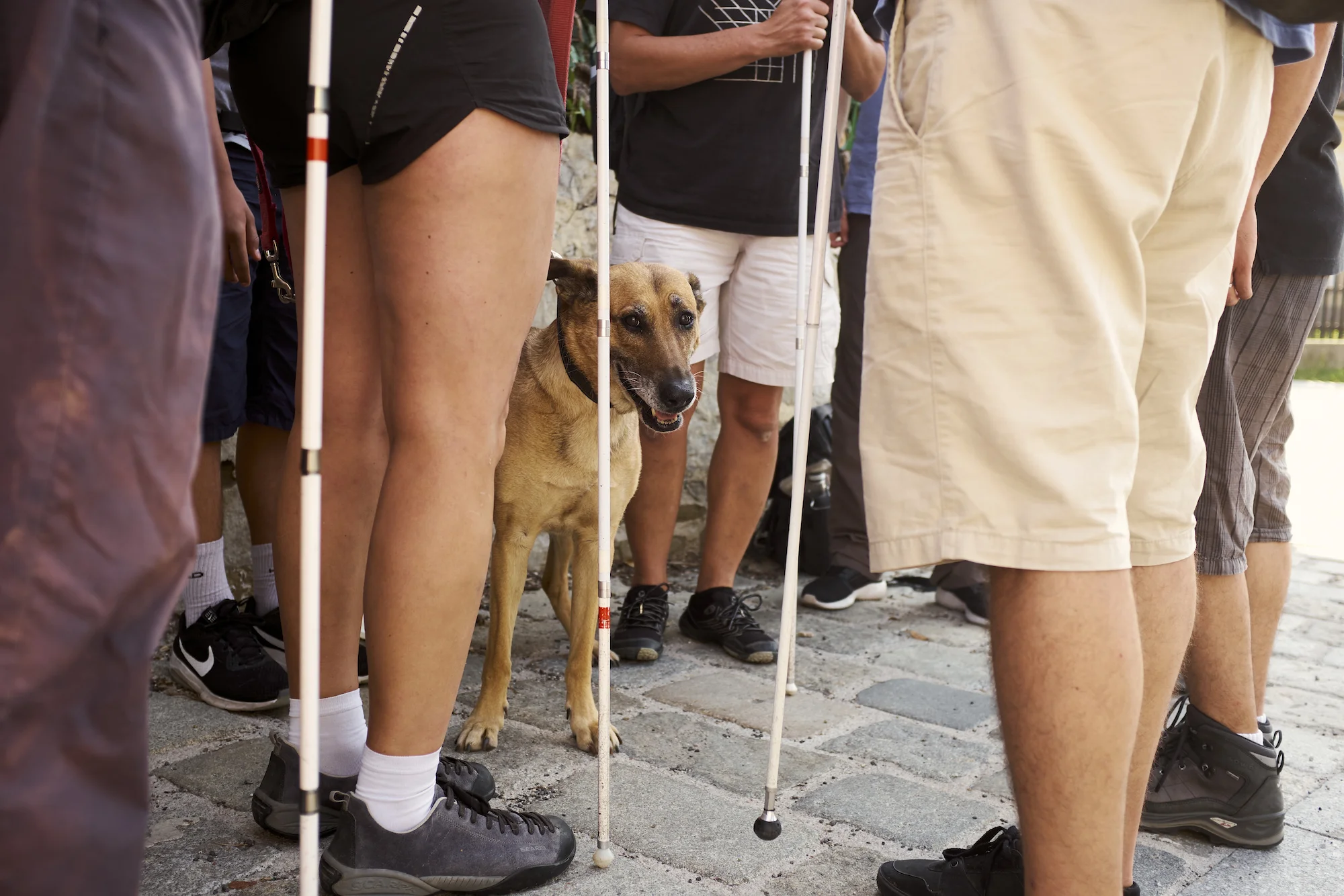 Stöcke, Beine und Hund