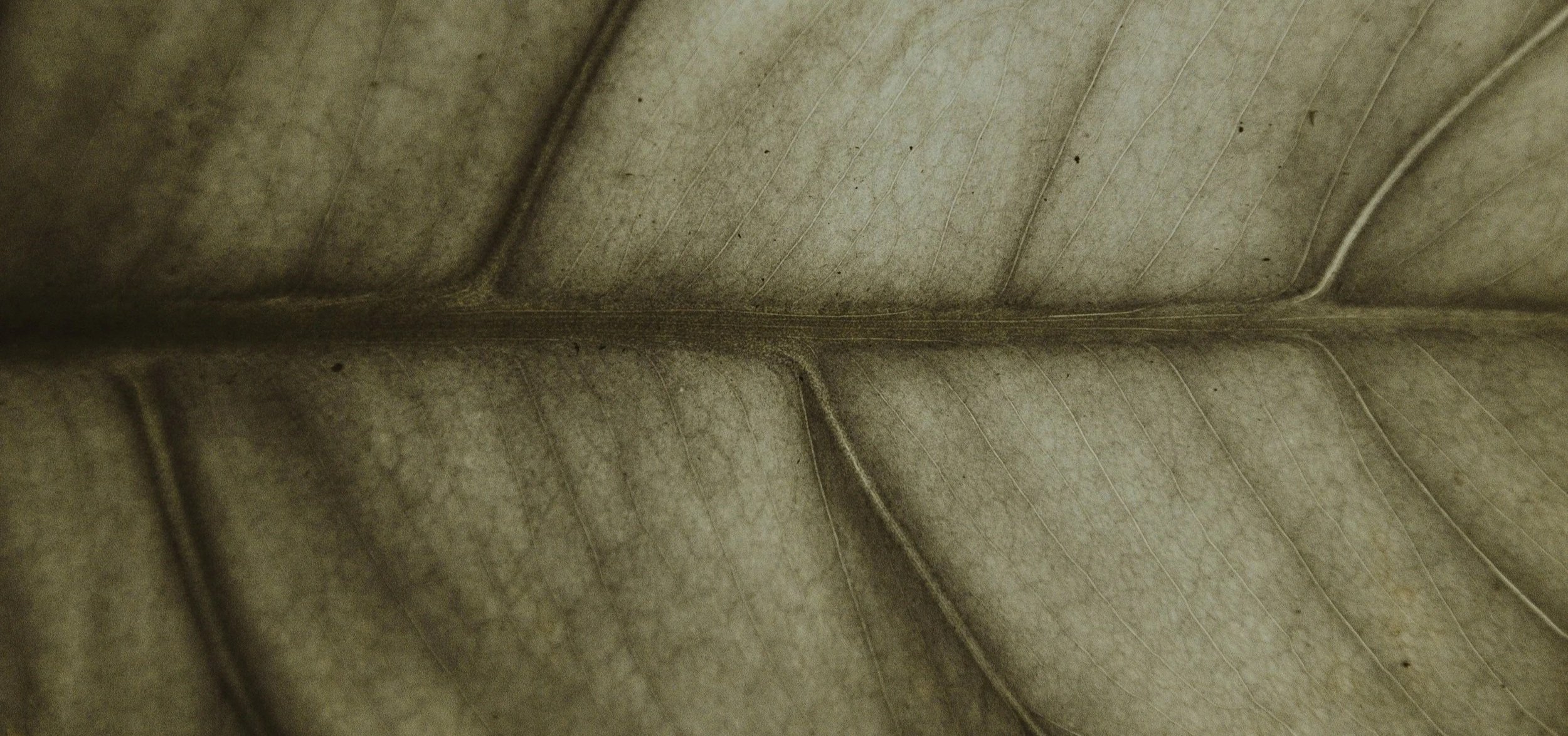 Close-up of a dried, muted green leaf showing detailed veins and textured surface.
