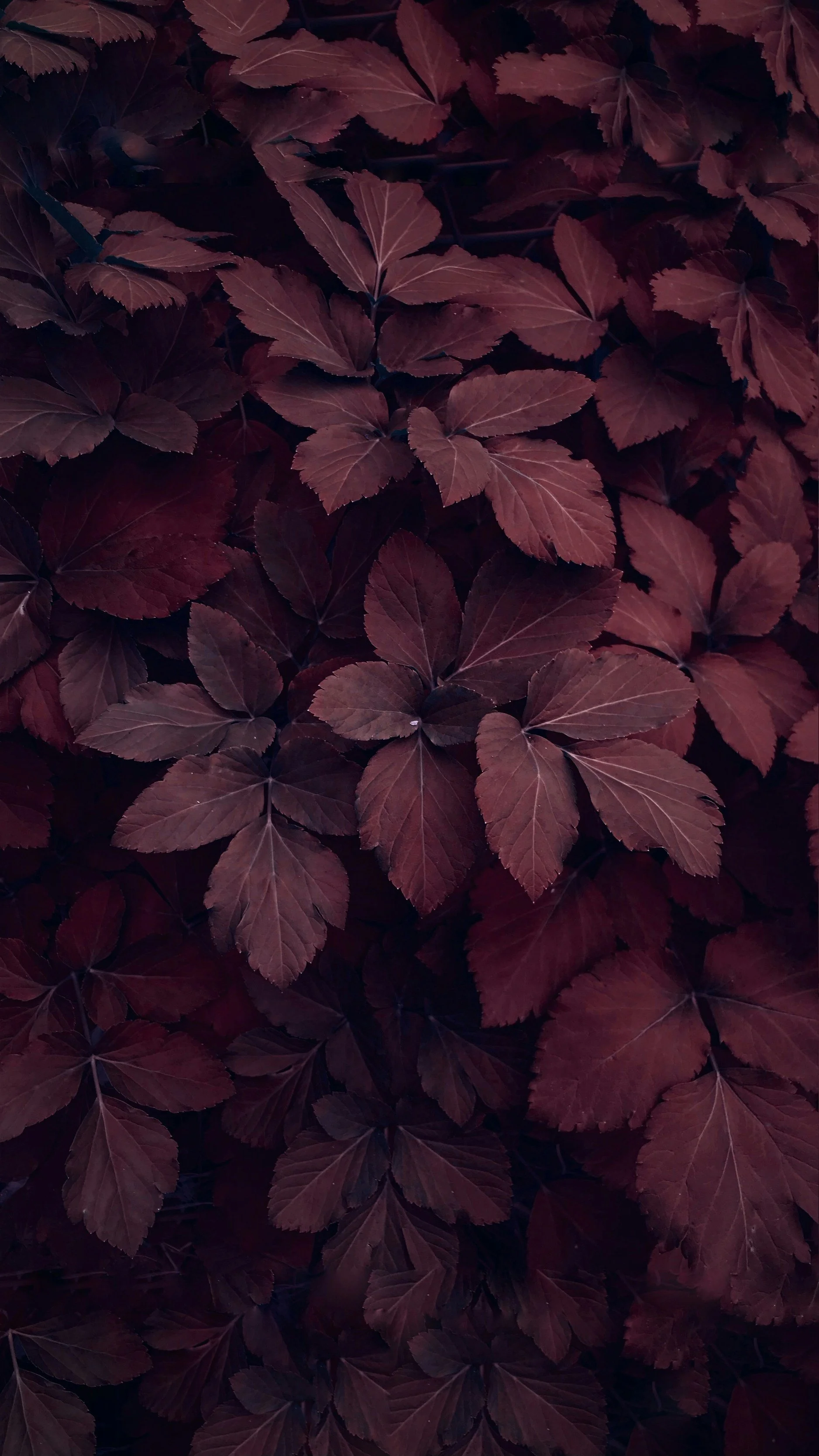 Close-up of dark red and purple leaves with visible veins.